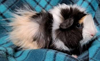 Rescue Abyssinian Guinea Pigs for Adoption in Chicago Heights, Illinois - Eve | PetCurious
